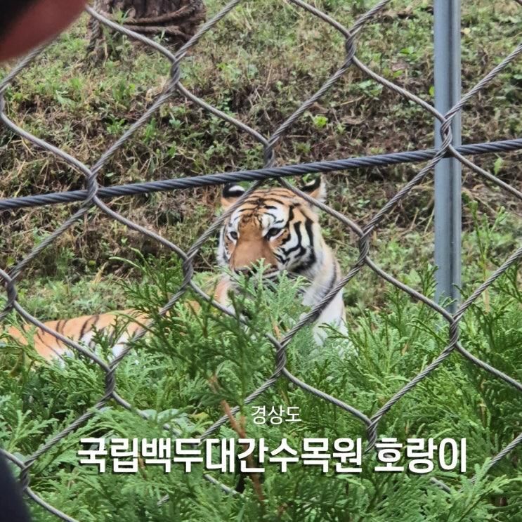 영주 가볼만한곳 국립백두대간수목원 열차타고 호랑이 만남