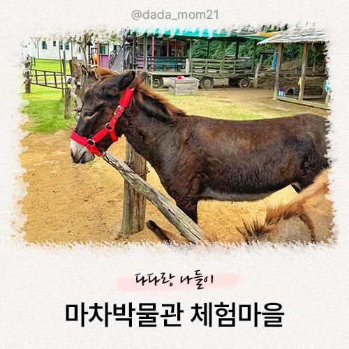 진천 마차박물관 체험마을 : 3살 아이와 가볼만한곳 당나귀/마차 체험 가능