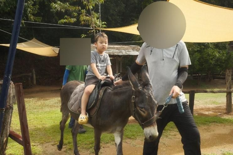 [충북 진천] 갓성비 마차박물관, 진천 아이랑 가볼만한곳 당나귀타기 마차타기 로켓발사 이색체험 추천해요!