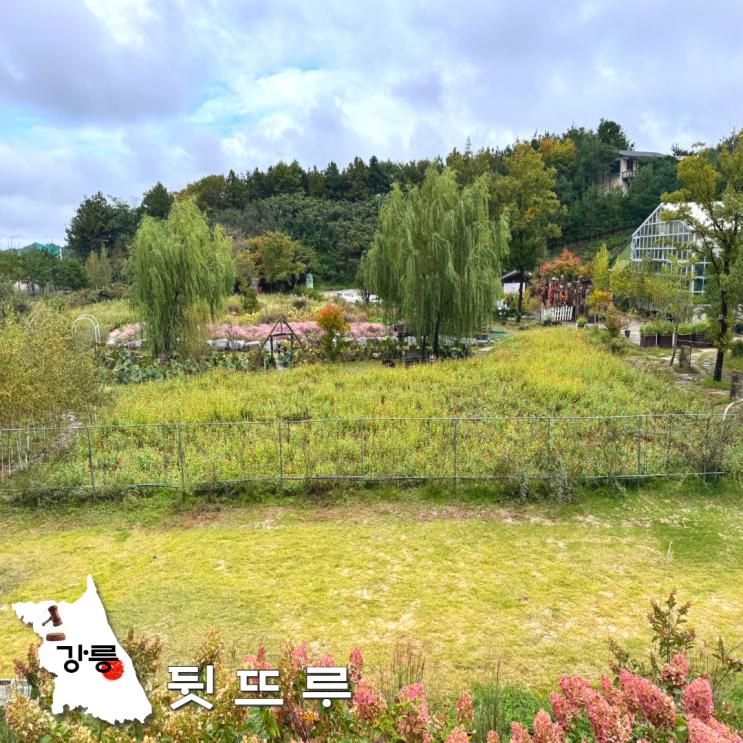 강릉 아기랑 가볼만한곳 뒷뜨루 관광농원 동물먹이주기