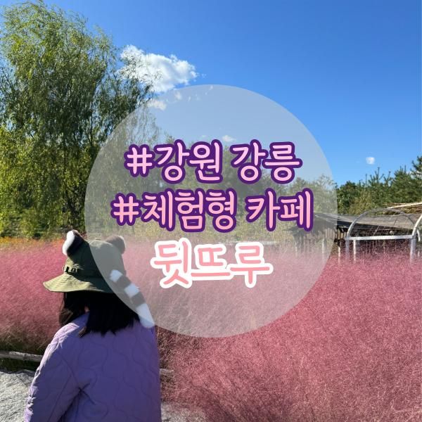 강릉 뒷뜨루 체험 후기 - 강릉 아이랑 핑크뮬리 정원