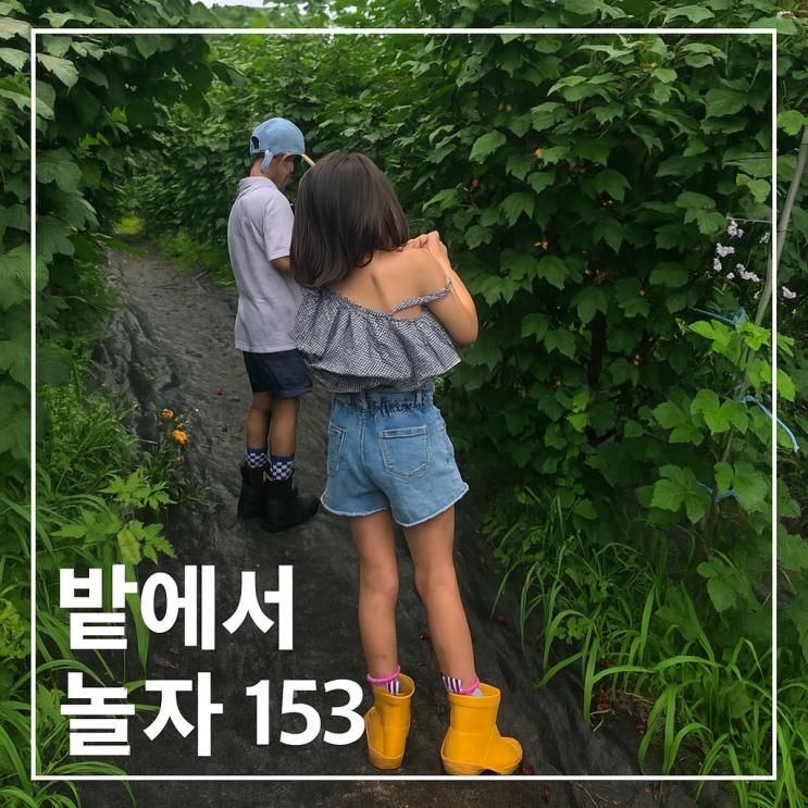 경기도 아이들과 가볼만한곳  가평 체험 농장 밭에서 놀자 153