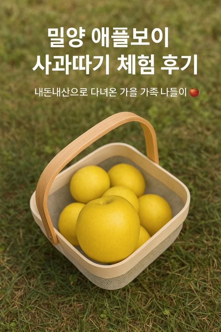밀양 애플보이 사과따기 체험 후기 (내돈내산)