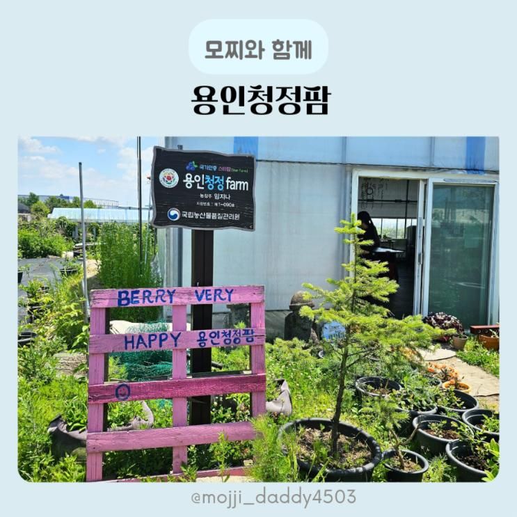 용인청정팜 블루베리 피자만들기 물놀이 체험 용인 아이와 가볼만한곳
