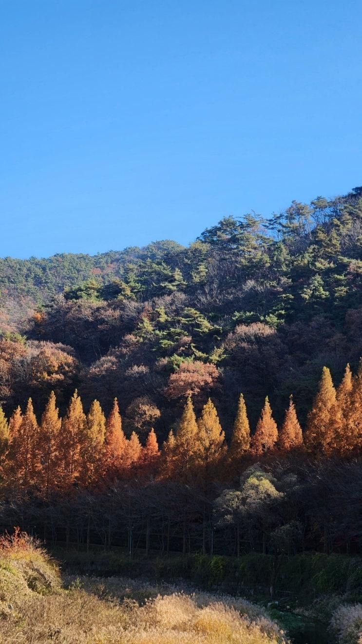 대전 아이랑 갈만한 곳 데이트 코스 추천 [ 상소동 산림욕장 ] 단풍놀이 후기