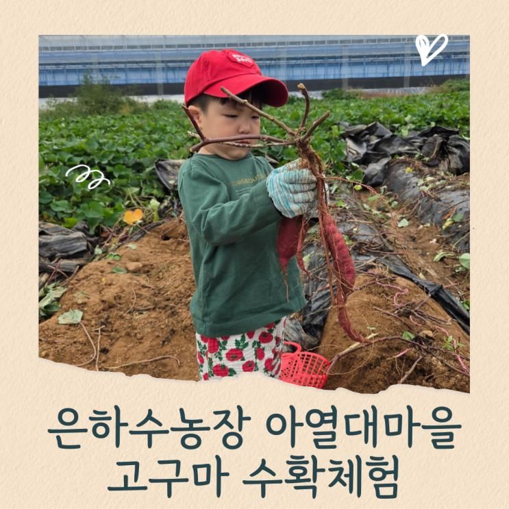 [용인, 화성] 은하수농원 아열대마을에서 4살 아이와 고구마 수확체험 (내돈내산, 재방문 후기)