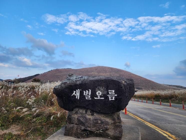 [11월의 제주 여행 1] 억새가 예쁜 11월의 제주, 아들과 억새가 예쁜 새별오름에 다녀왔어요~