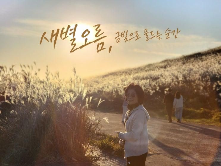 12월 제주도 가볼만한곳 제주 새별오름 제주도 억새 일몰