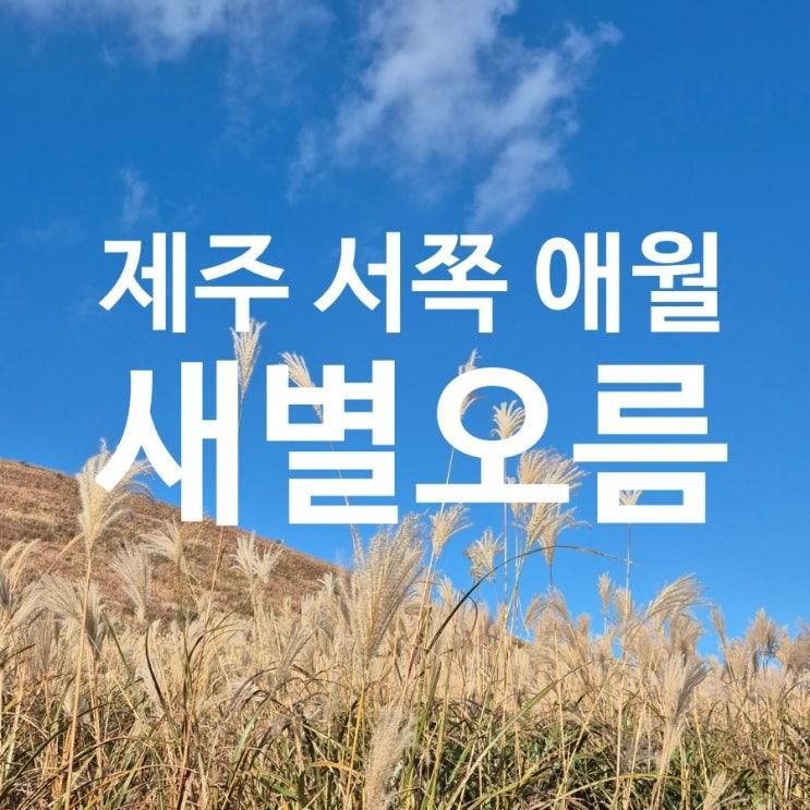 제주 서쪽 애월 오름 새별오름 억새 명소