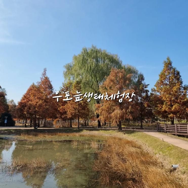 대구근교 창녕 가을명소 가족나들이 산책 우포늪생태체험관 전시관 재오픈