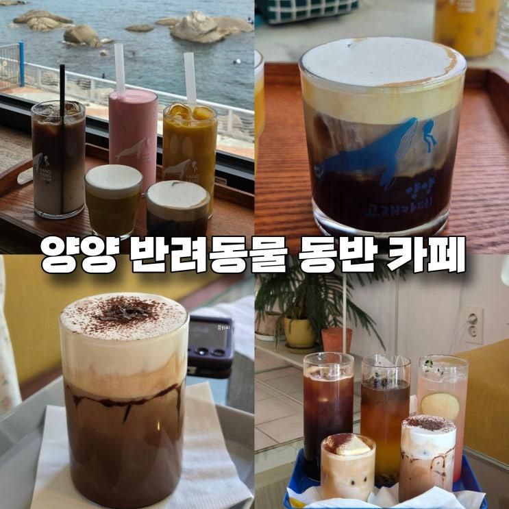 양양 카페 반려동물 동반 가능 2곳 (고래 카페, 써니사이드업)