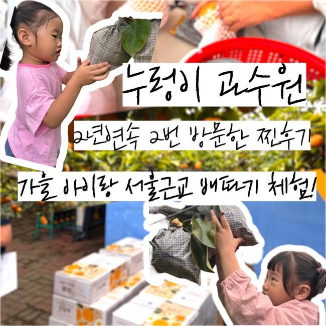 [안성 배따기 2025] 입장료 없이 딴 만큼만! 누렁이과수원 예약·가격·트랙터 총정리