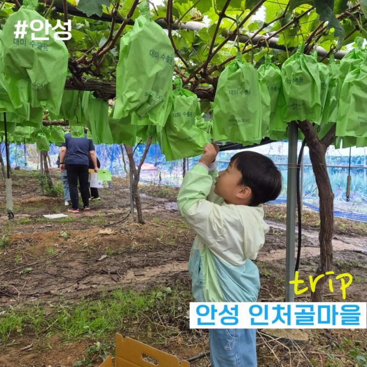 아이와 함께 서울 도시가족 주말농부 체험- 안성 인처골마을(샤인머스켓 수확체험)