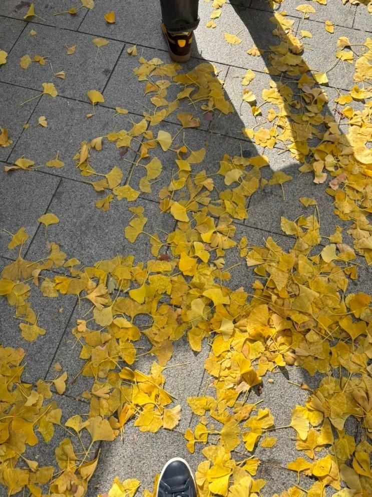 11월 일상이라 하고 “소풍”