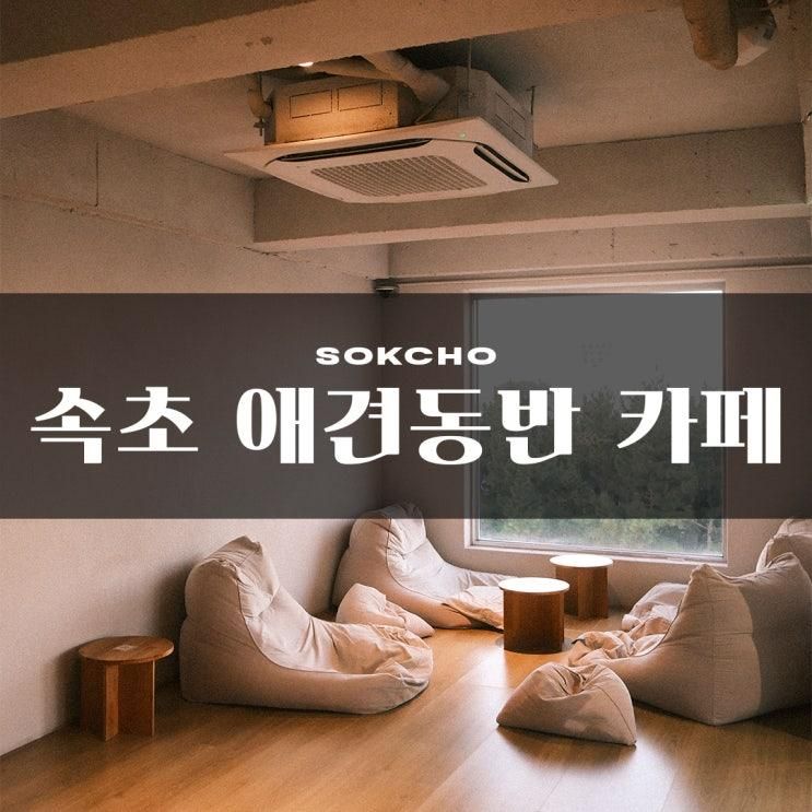 강원도 속초 애견동반 베이커리카페 보사노바 커피로스터스 속초점 아기랑 가볼만한곳 내돈내산 후기