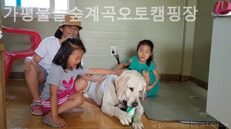 가평 캠핑장 가평물골숲계곡오토캠핑장 체험후기캠핑추천리스트