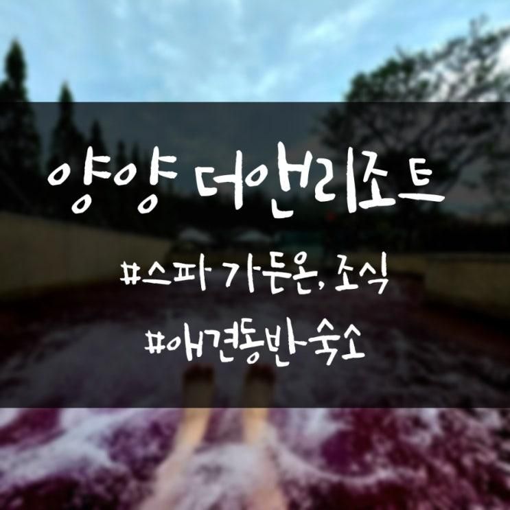 양양 더 앤리조트 조식 부대시설 가든온 스파 정보 애견 동반 가능