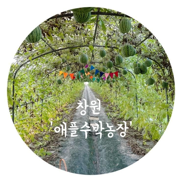 창원 아이랑 가볼만한 곳 : 창원 애플수박농장(6월 애플수박 따기 체험)
