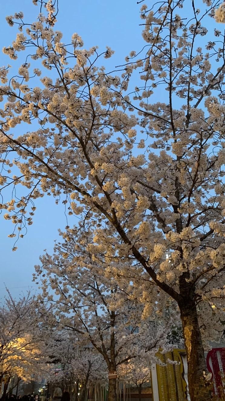 서울벚꽃명소 경의선숲길 책거리 실시간 개화상황