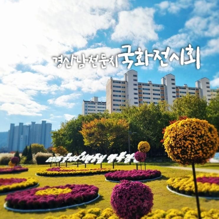 경산남천둔치 국화전시회