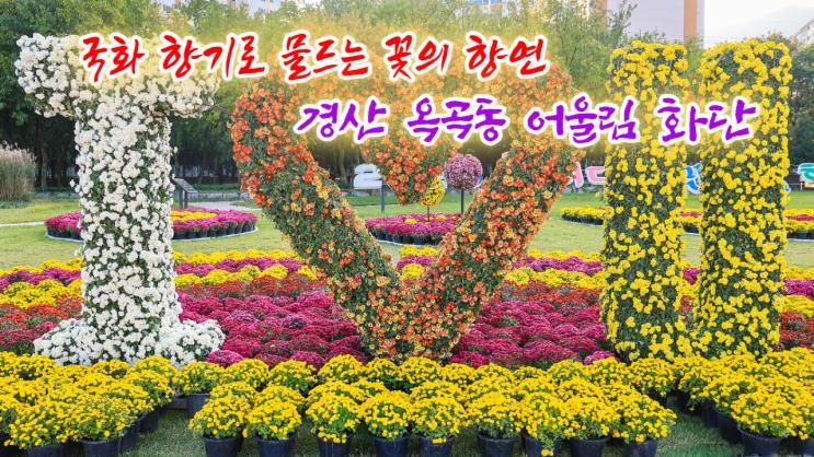 국화 향기로 물드는 꽃의 향연 경산 옥곡동 어울림 화단