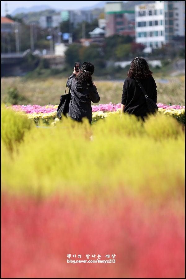 영천생태지구공원 댑싸리, 국화, 청둥오리 - 쟁이 영천살며 처음 가 본 곳