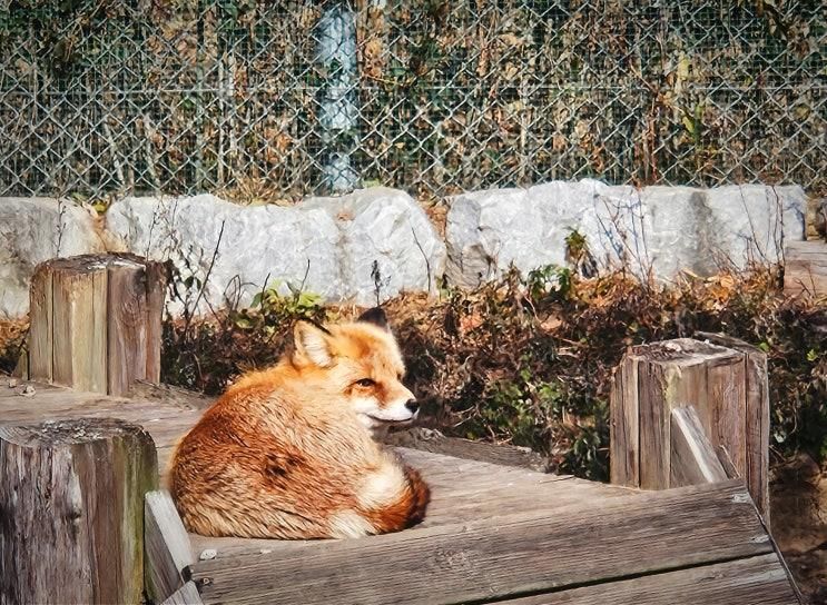 8살 아이와 함께 영주(소백산) 여우생태관찰원