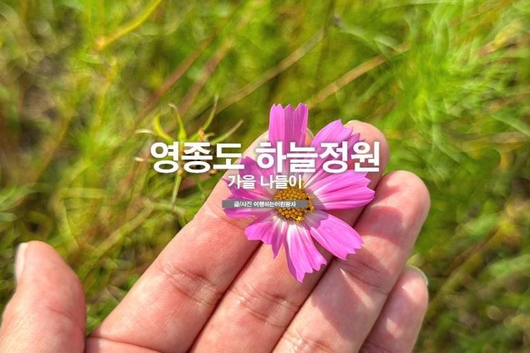 인천공항 영종도 하늘정원 코스모스 가을 나들이