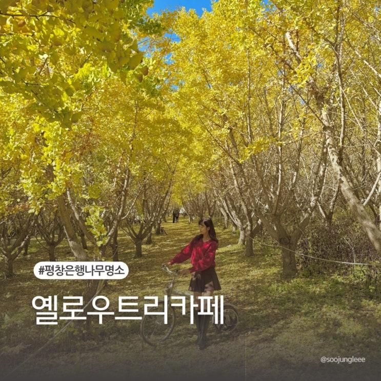 평창 은행나무 명소 옐로우트리카페 은행나무숲 실시간