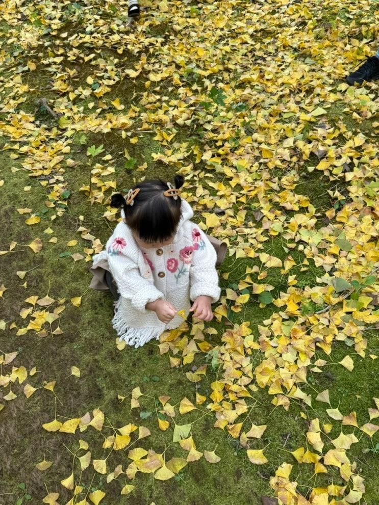 (강원도단풍나드리) 18개월 아기랑 다녀온 평창 단풍나드리 : 옐로우트리카페 / 두근두근콩콩