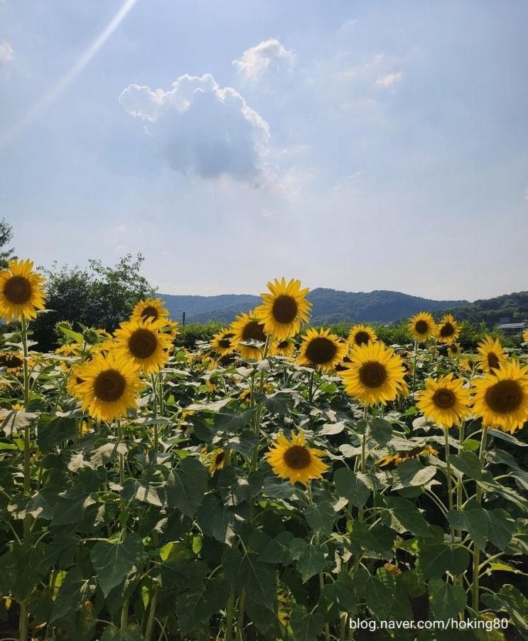 파주 드라이브 코스 추천 - 법원읍 해바리기 마을, 카페7042