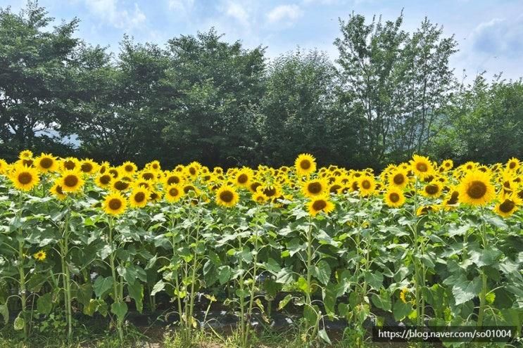파주 드라이브 해바라기 꽃밭 카페7042 가야4리 꽃마을
