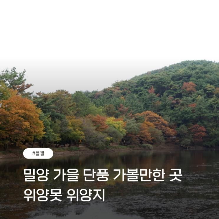밀양 위양못 주차 가을 단풍 구경 가볼만한 곳