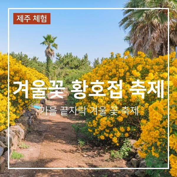 12월 제주 아이랑 가볼만한 곳 비체올린 겨울꽃 황호접 축제