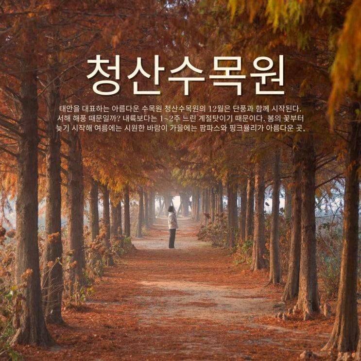 12월 단풍절정 태안 청산수목원의 황금메타세콰이어 터널 여기 진짜 미쳤어요!