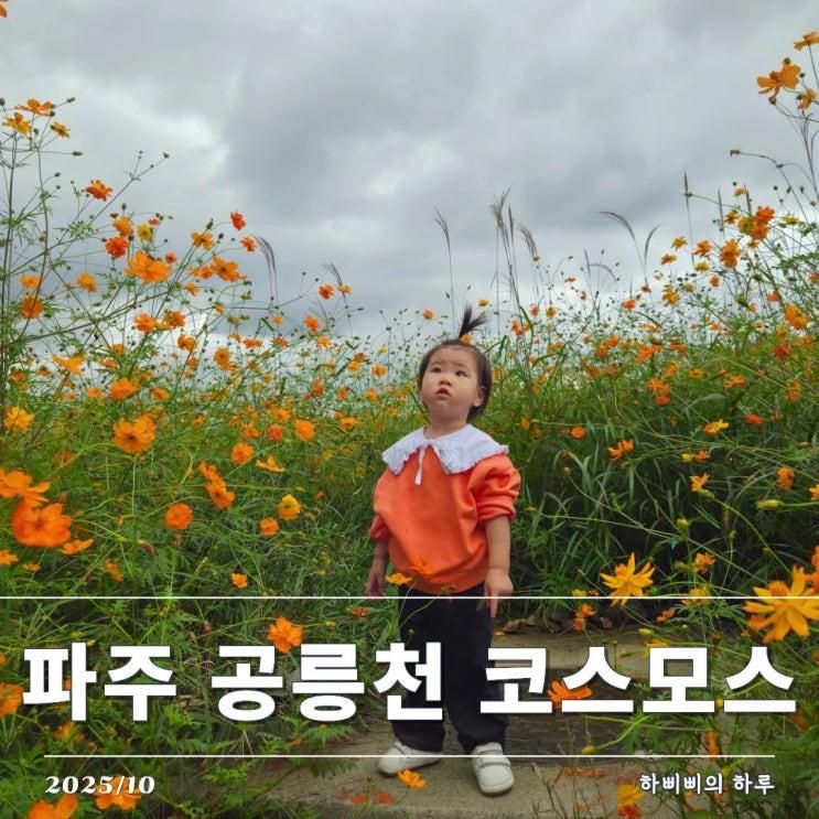 파주 공릉천 금이동네 코스모스 꽃길 나들이 아기랑 부모님 모시고 가볼 만한 가을 나들이 장소 추천