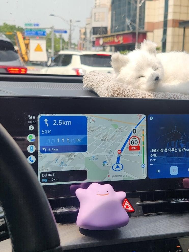 청주 근교 오송에서 여름에만 가능한 "오디따기체험" _오디로