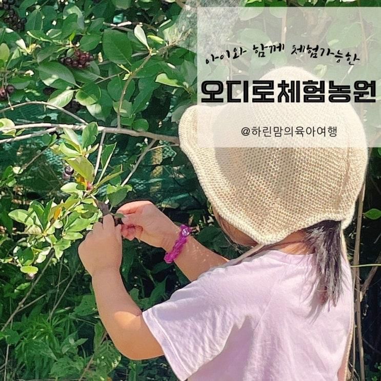 아이랑 가기 좋은 청주 오송 오디체험 오디로체험관광농원 오디인절미 만들기