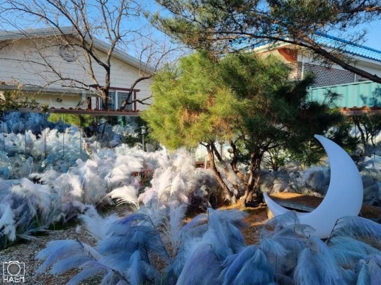 보라색 팜파스와 몽환적인 정원이 예쁜 연천카페 <필더쿠키>