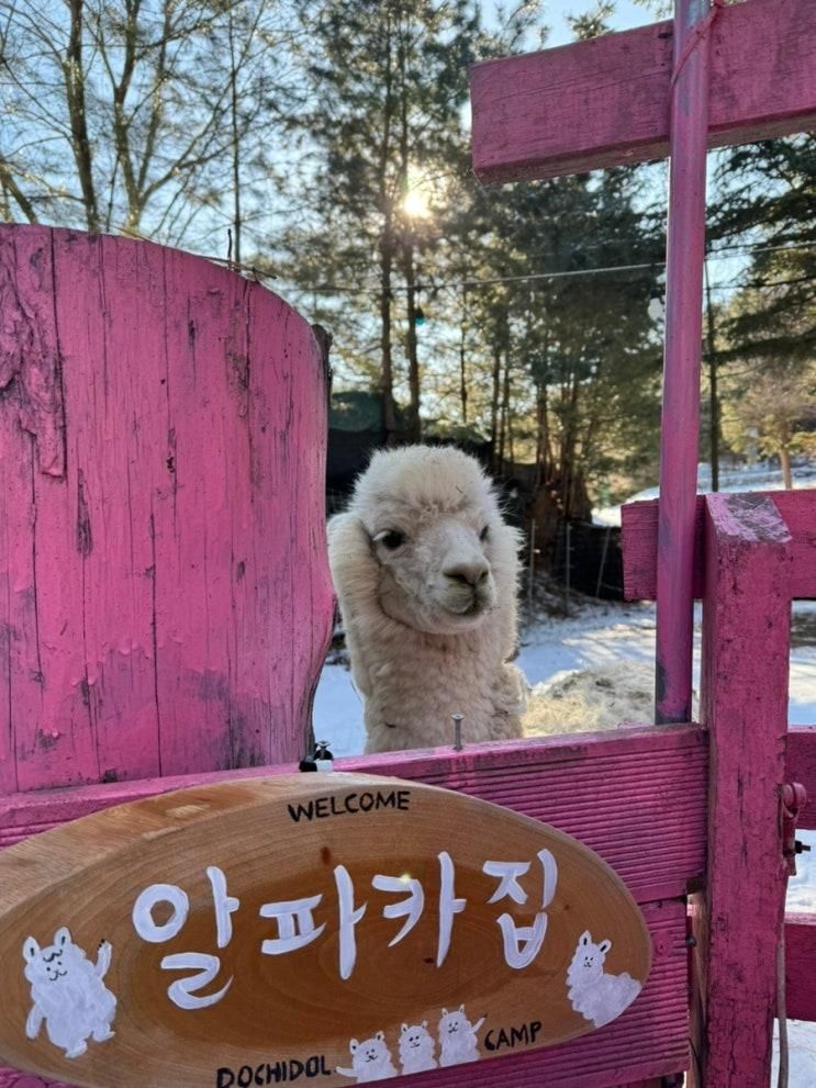 양주 가볼만한곳 알파카를 볼 수 있는 도치돌캠프