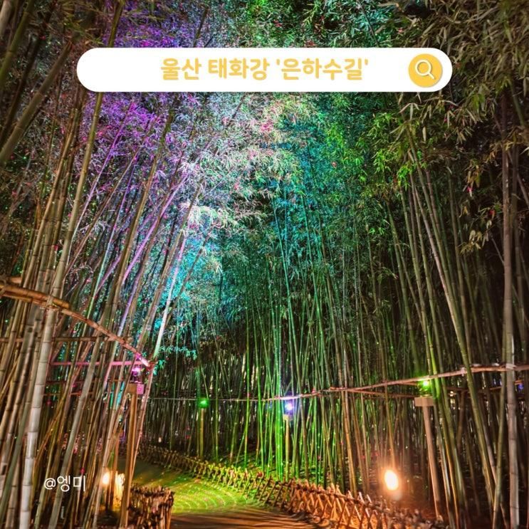울산 야경 명소! 태화강 국가정원 십리대숲 '은하수길'산책 정보