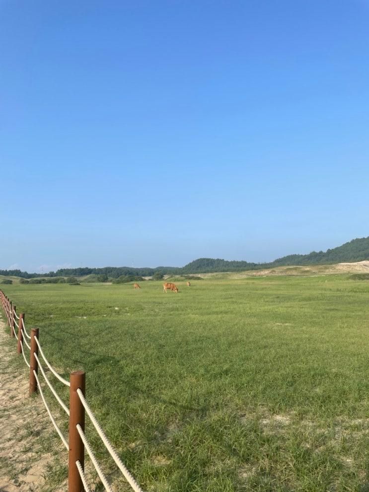 서해안 태안 여행 가볼만한곳 신두리해안사구