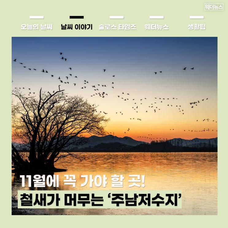 11월에 꼭 가야 할 곳! 철새가 머무는 생태 명소 ‘주남저수지’