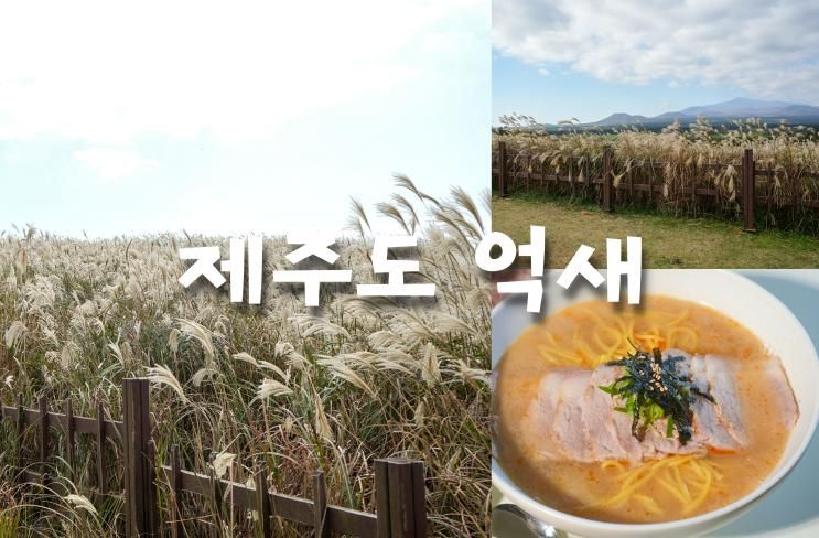 제주 산굼부리 제주도 억새 명소+ 아기랑 후기
