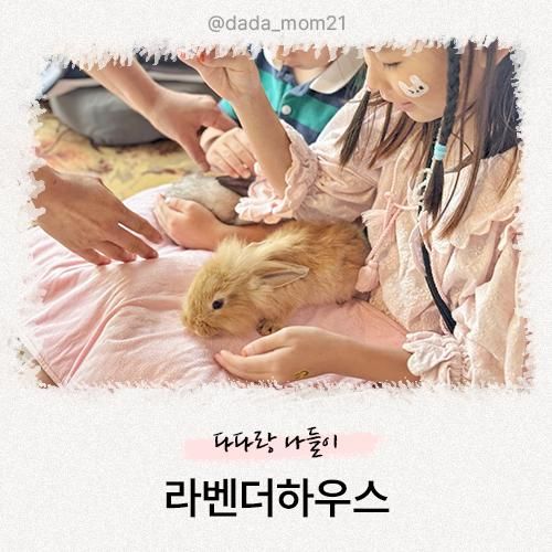 서울근교 아이와 가볼만한 곳, 라벤더하우스 토끼 먹이주기 체험 솔직 리뷰