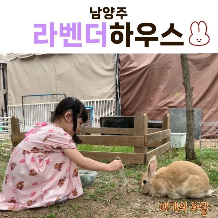 경기 | 남양주 라벤더하우스 토끼카페 추천! 5세 아이와 교감형 동물 체험 후기