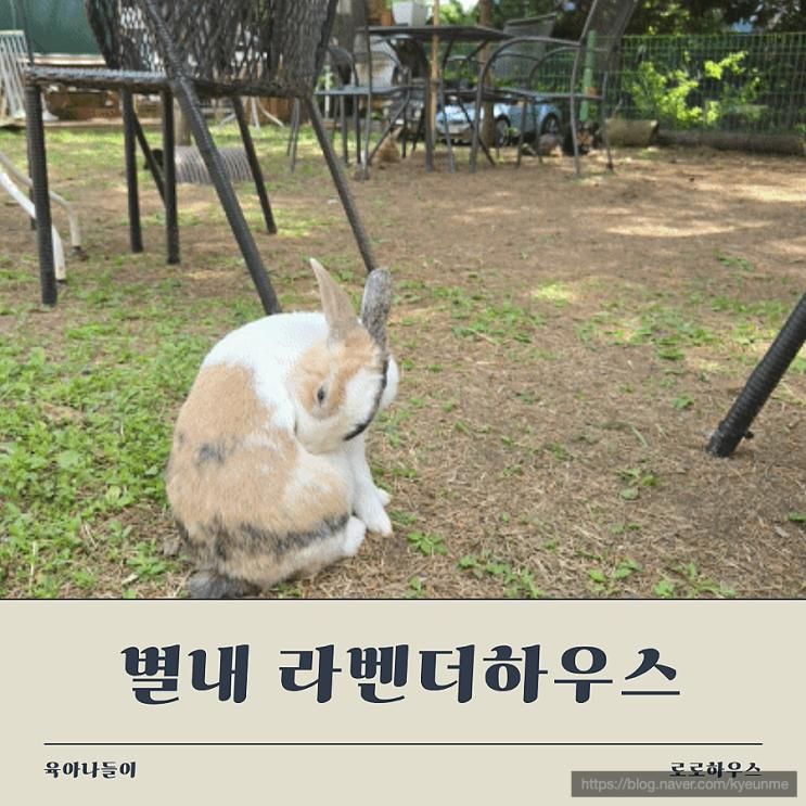 주말 아기랑 갈만한동물카페 남양주 청학리 라벤더하우스