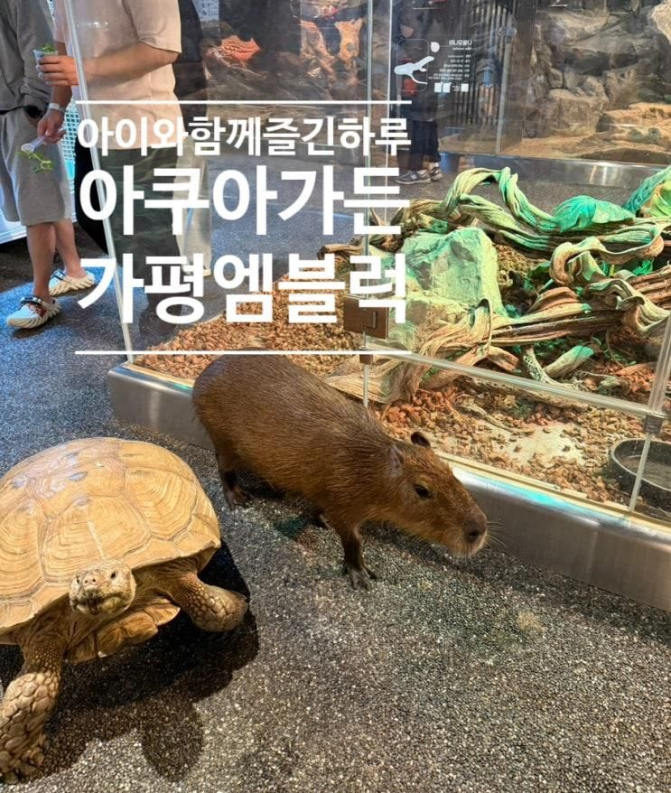 [아이와 함께하는 가족여행] 가평 아쿠아가든 & 엠블럭 자동차카페 방문후기