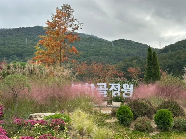 충북음성 아이랑가기좋은 봉학골정원 핑크뮬리 무료(유모차 가능)