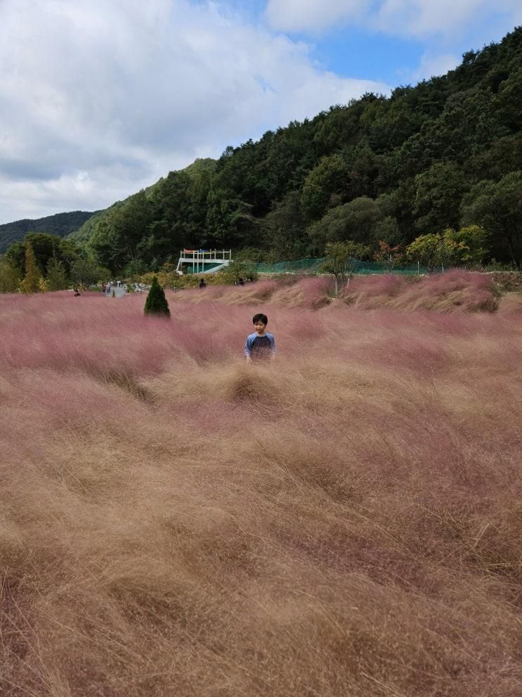 충북 음성 봉학골산림욕장 핑크뮬리 | 가을 인생샷 명소, 아이와 함께 산책하기 좋은 곳